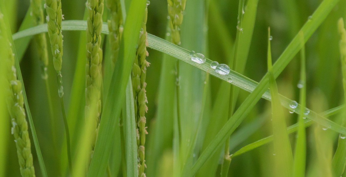 LE SÉCHAGE / NETTOYAGE