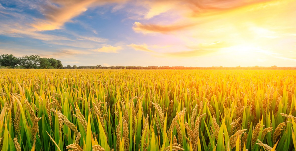 LE BLANCHIMENT / POLISSAGE